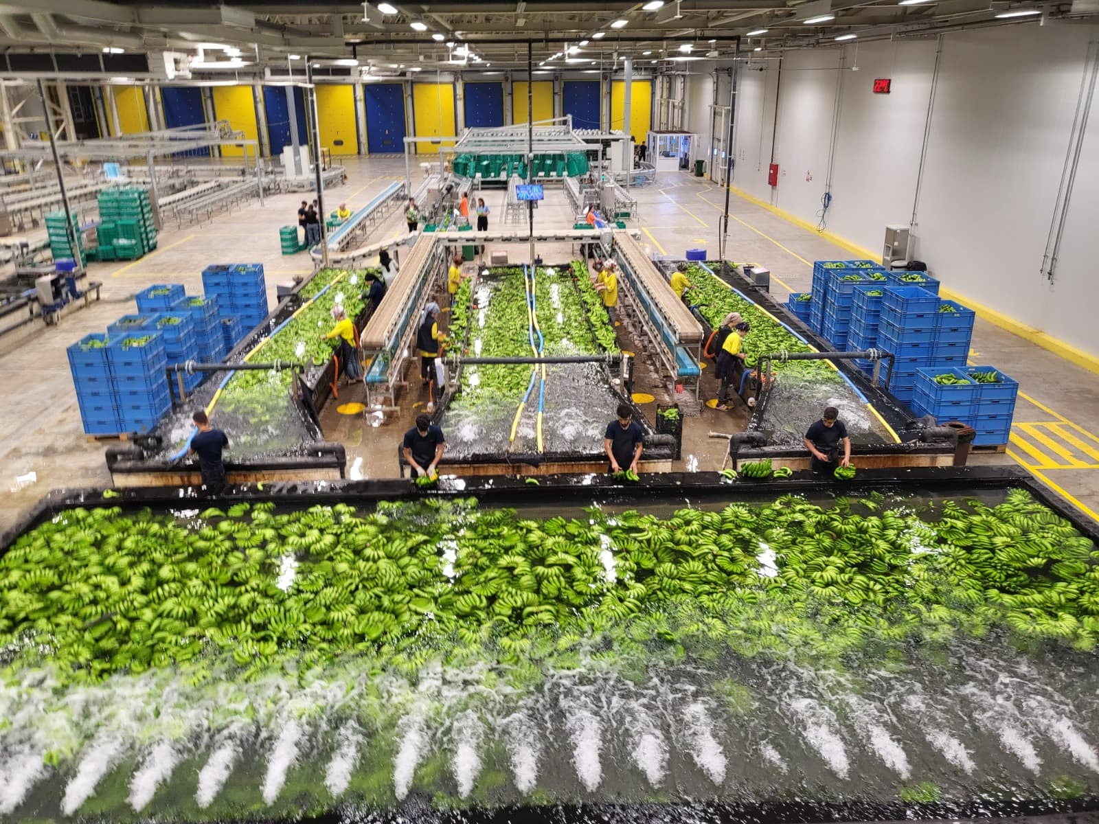 Çift Kanallı Yıkama Tesisatı - Vero Gıda Muz İşleme ve Paketleme Aşaması