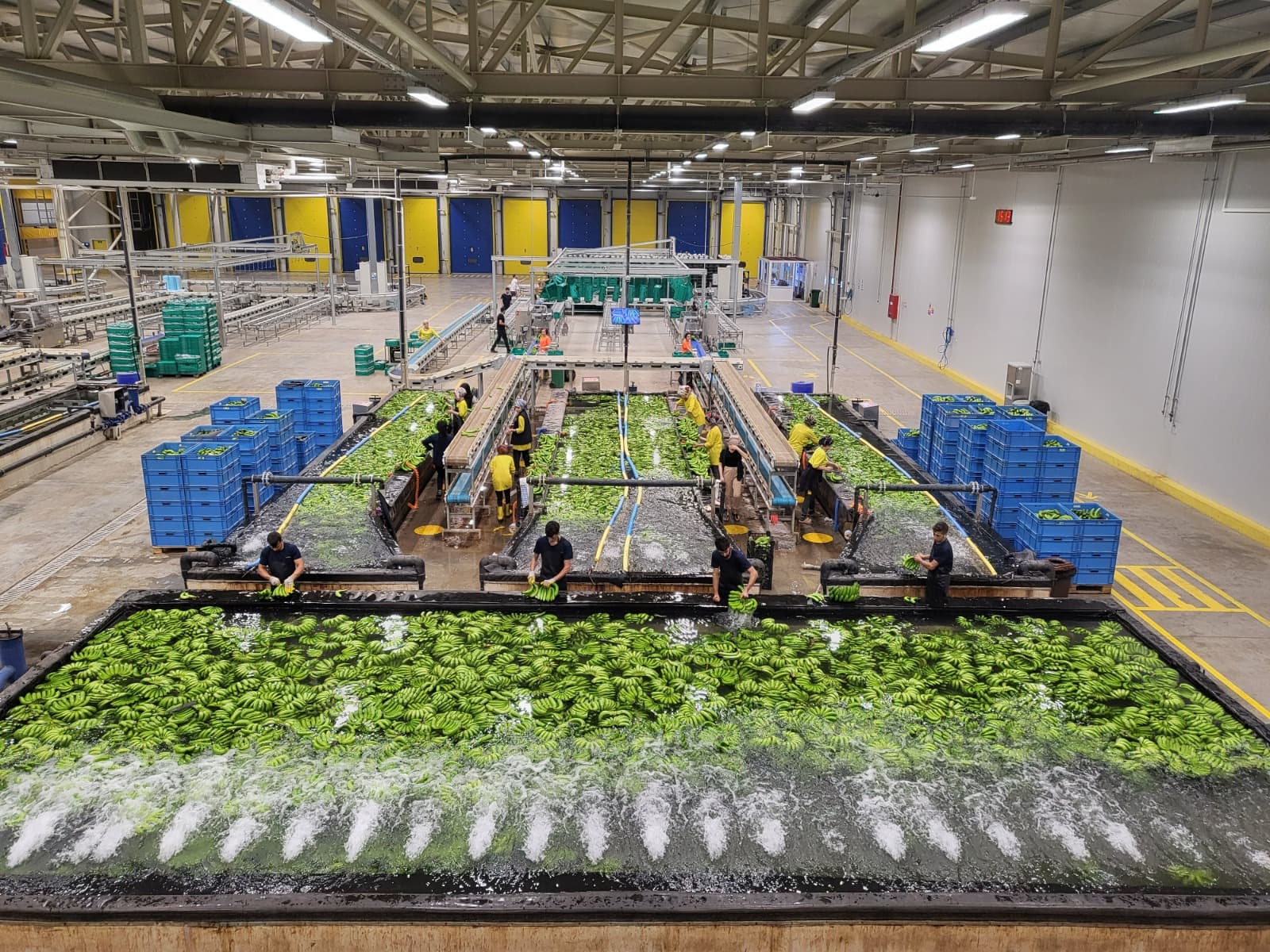 Tasnif ve Ayıklama Havuzu - Vero Gıda Muz İşleme ve Paketleme Aşaması